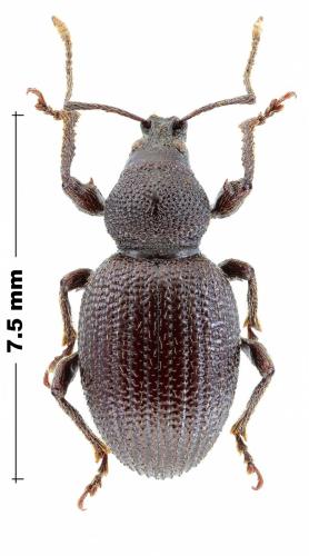 Réf. 317 400 : Otiorhynchus bisphaericus